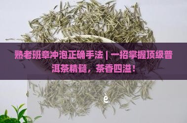 熟老班章冲泡正确手法