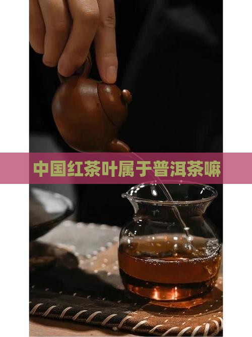 中国红茶叶属于普洱茶嘛