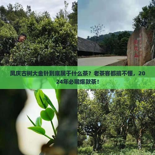 凤庆古树大金针属于什么茶