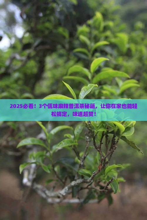 佤味麻辣普洱茶