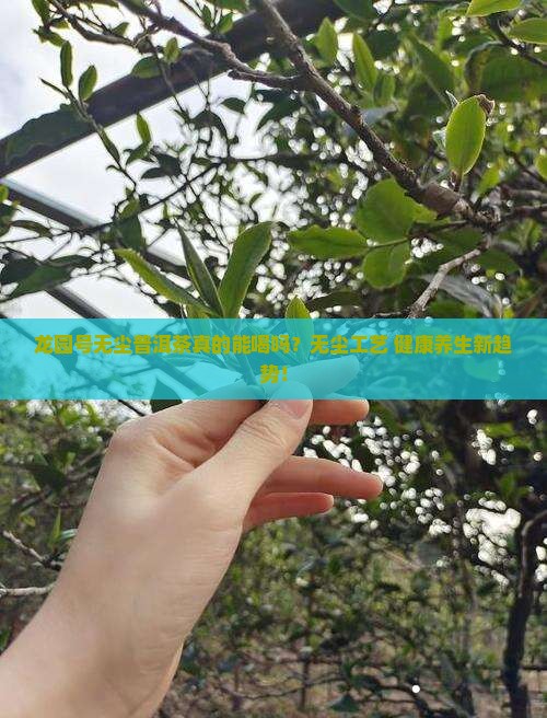 龙园号无尘普洱茶