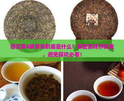 普洱茶4级茶青的意思