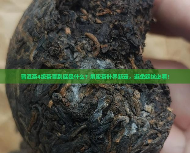 普洱茶4级茶青的意思