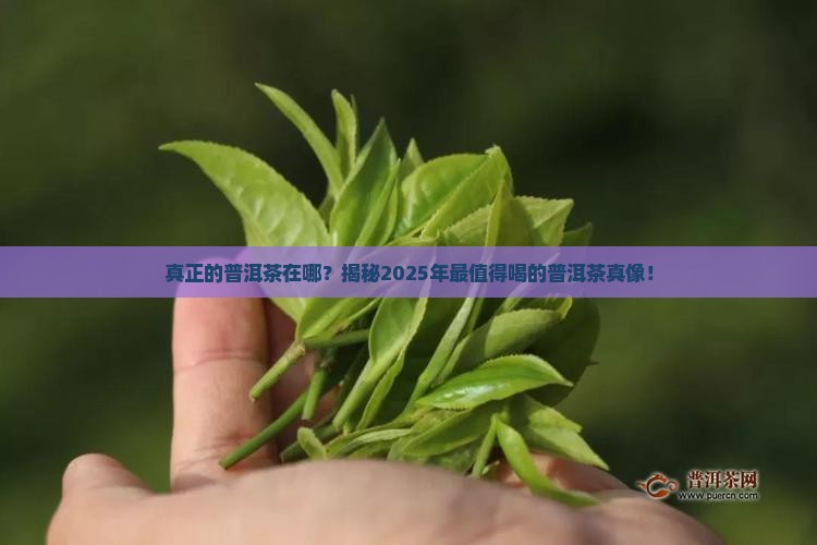 真正的普洱茶在哪
