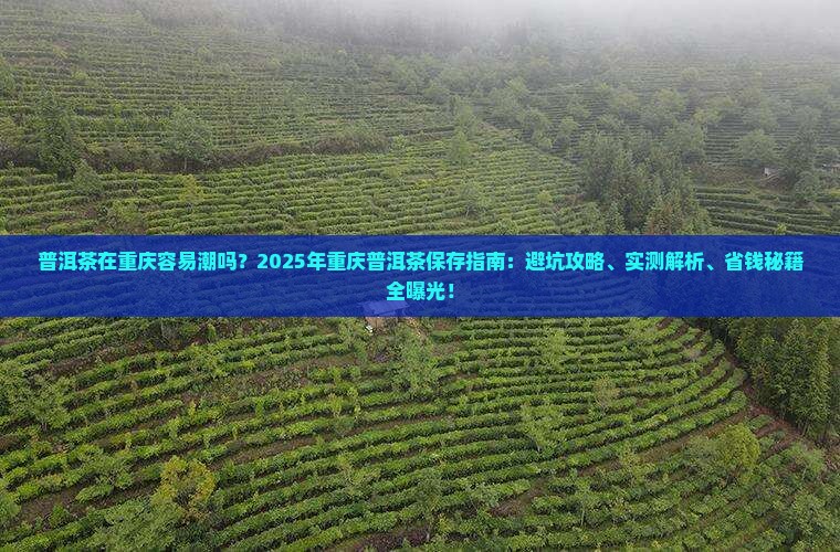 普洱茶在重庆容易潮吗