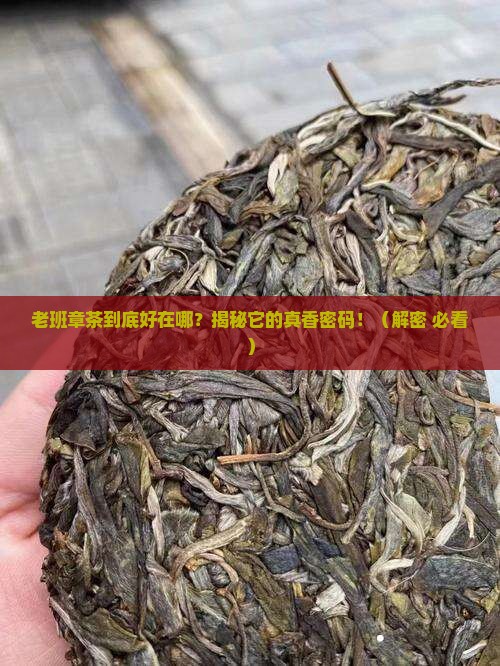 老班章茶好在哪