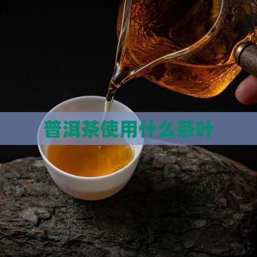 普洱茶使用什么茶叶