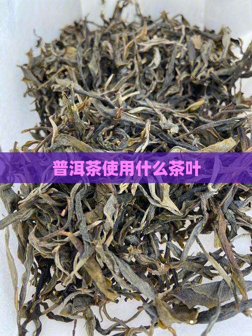 普洱茶使用什么茶叶