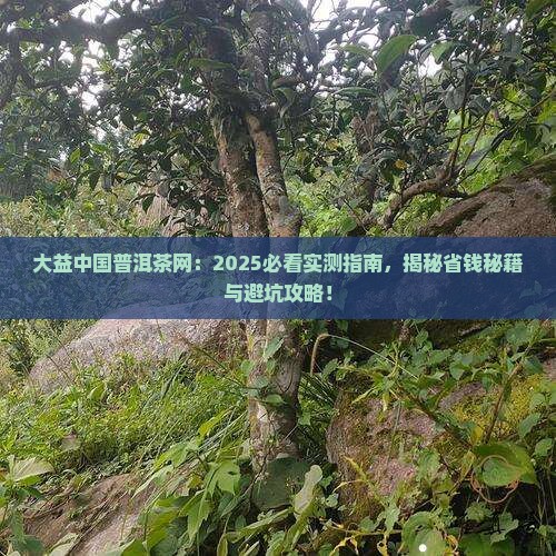 大益中国普洱茶网