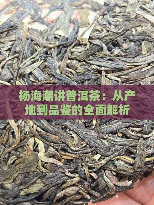 杨海潮讲普洱茶