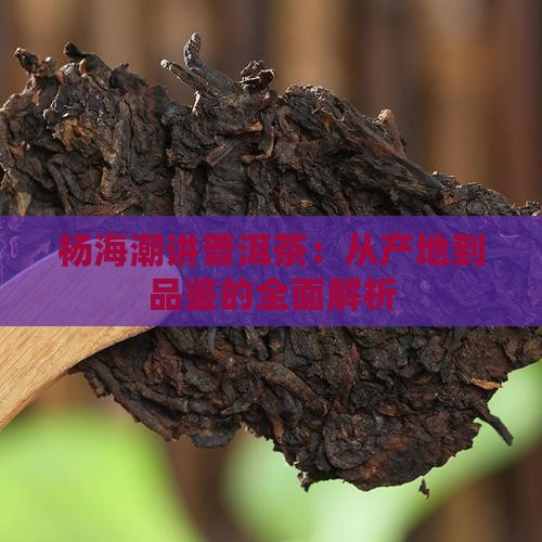 杨海潮讲普洱茶