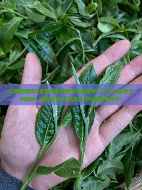 云南画境同庆号普洱茶