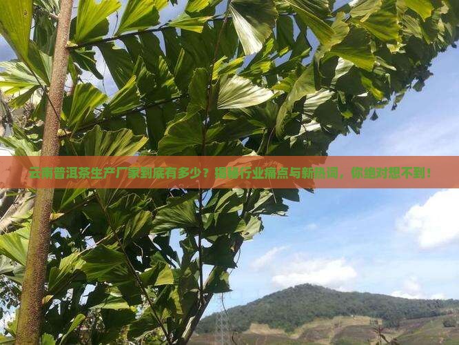 云南有多少普洱茶生产厂家