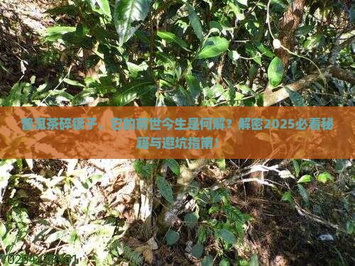 普洱茶碎银子的由来与历史有关