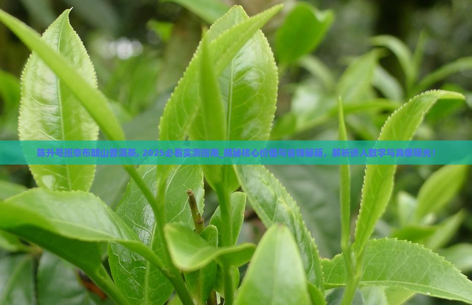 陈升号班章布朗山普洱茶