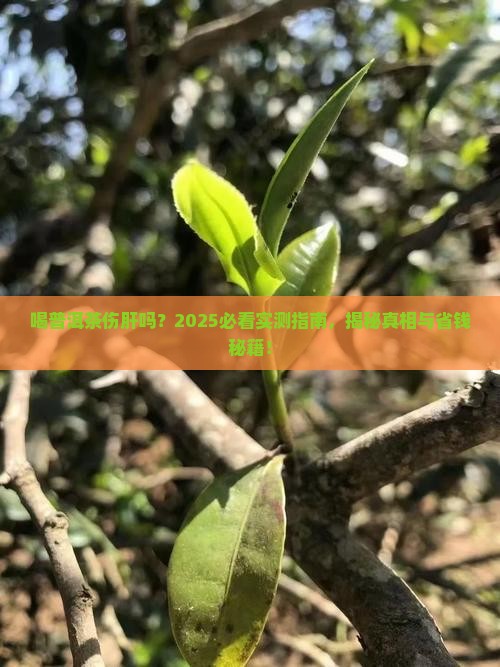 喝普洱茶对肝有不有影响