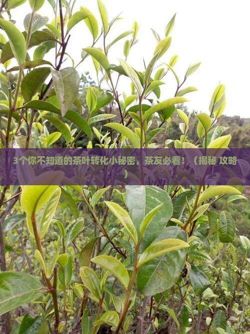 茶叶的转化是什么意思 茶叶的转化是什么意思