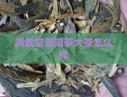 鸿歆堂普洱茶大茶