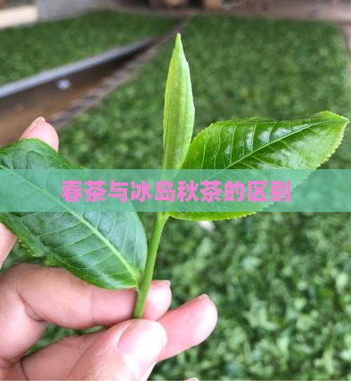 春茶与冰岛秋茶的区别