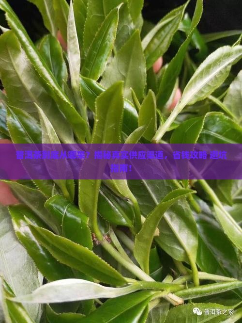 普洱茶的供应渠道是什么