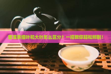 普洱茶细叶和大叶怎么区分