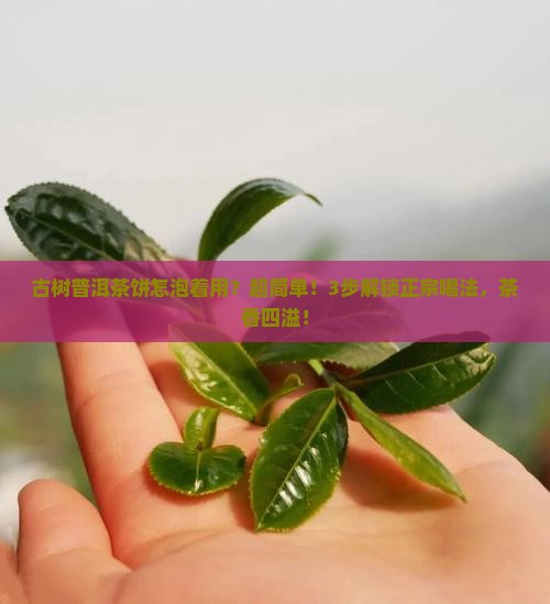 古树普洱茶饼怎泡着用