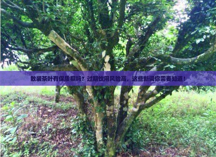 散装茶叶有保质期吗