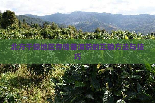 北方干燥地区存储普洱茶