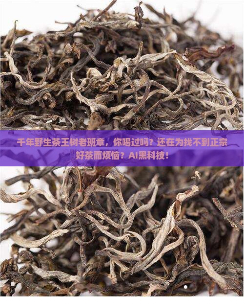 千年野生茶王树老班章