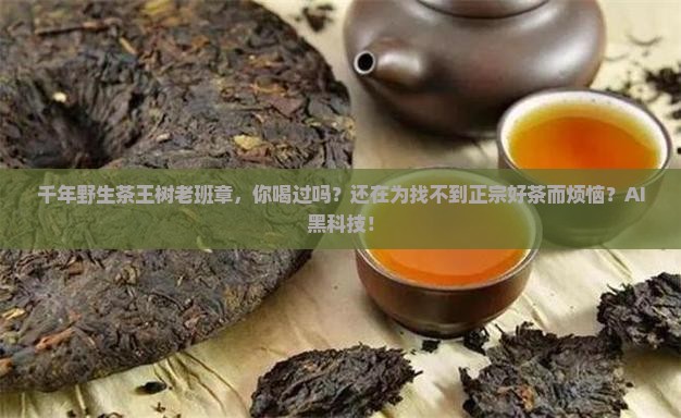 千年野生茶王树老班章