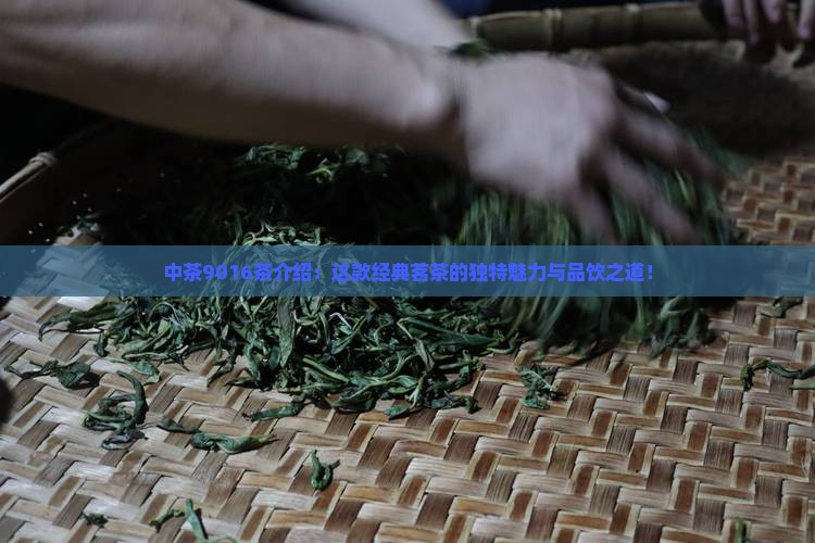 中茶9016茶介绍