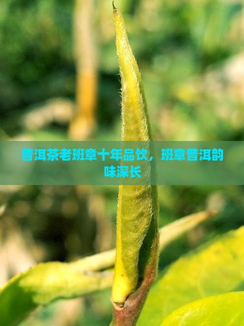 老班章10年品饮