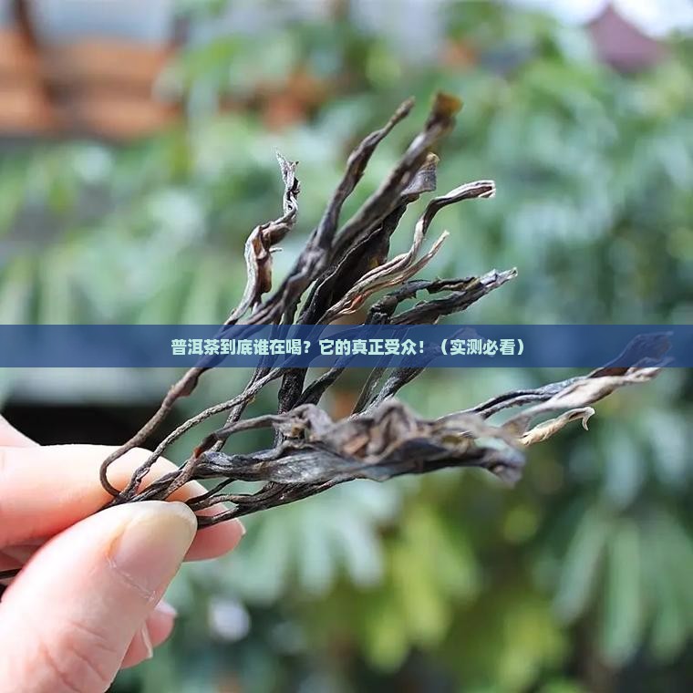 普洱茶的传播受众的反映