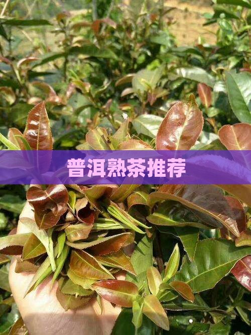 普洱熟茶品牌推荐