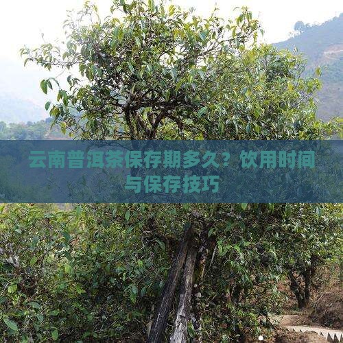 云南普洱茶保存期多久