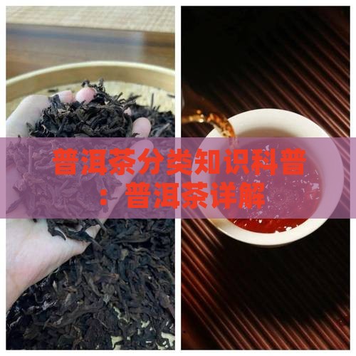 普洱茶的分类小知识科普