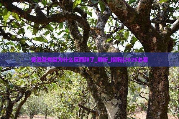 普洱茶煮梨为什么反而胖了