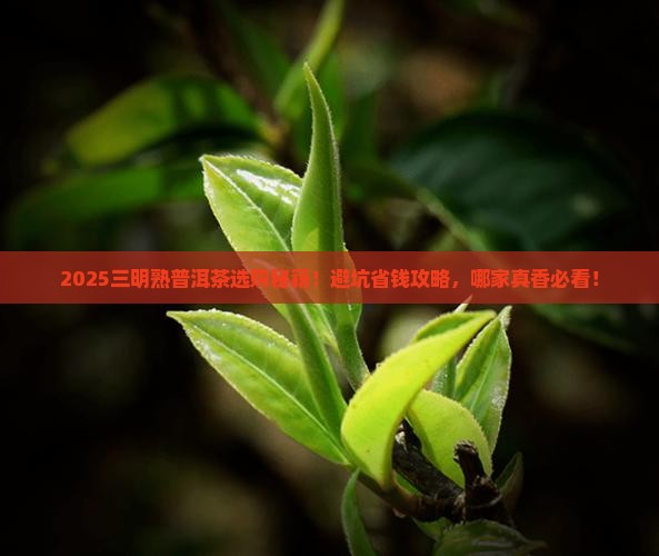 三明熟普洱茶哪家好