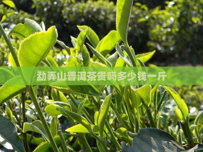 勐弄山普洱茶贵吗多少钱