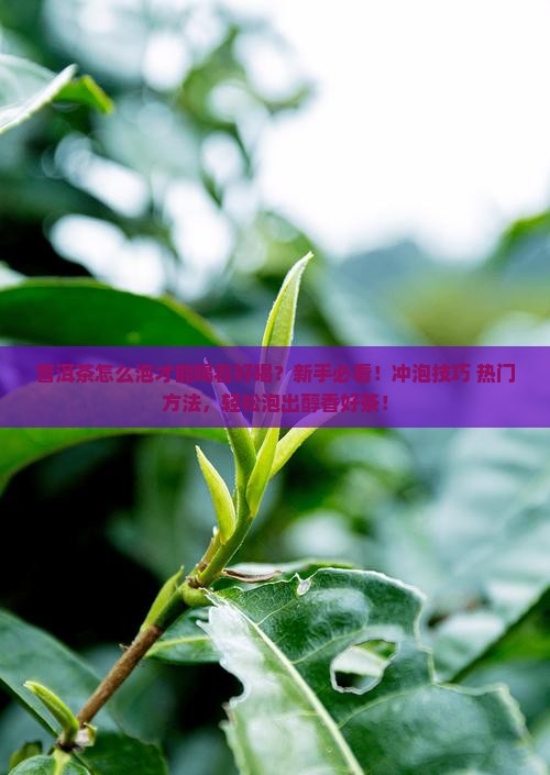 普洱茶怎么泡才能喝着好喝
