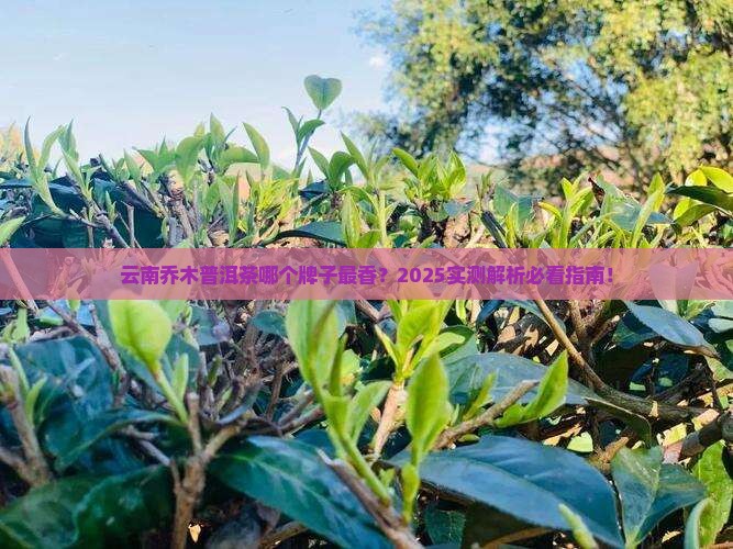 云南乔木普洱茶是什么牌子