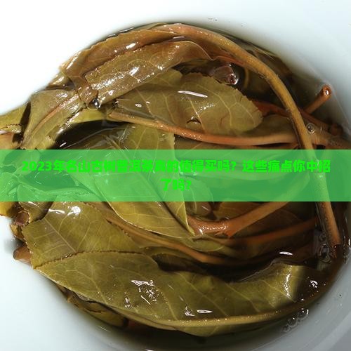 2023年名山古树普洱茶