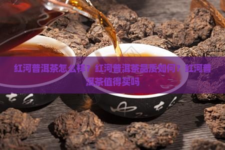 红河普洱茶怎么样