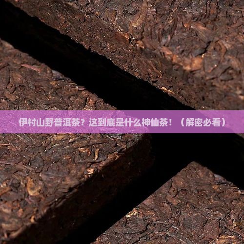 伊村山野普洱茶