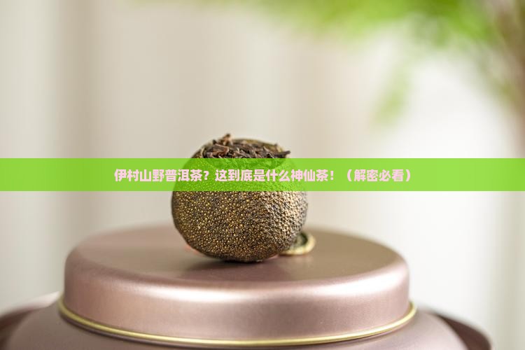 伊村山野普洱茶