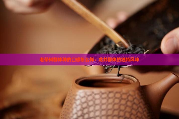 老茶树群体种的口感怎么样