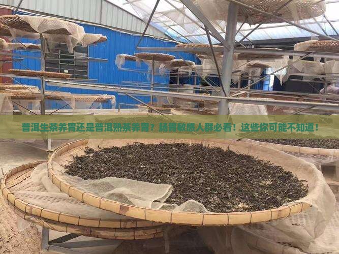 普洱生茶养胃还是普洱熟茶养胃