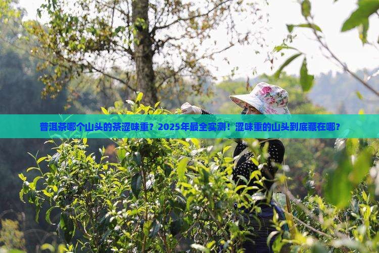 普洱茶哪个山头的茶涩味重