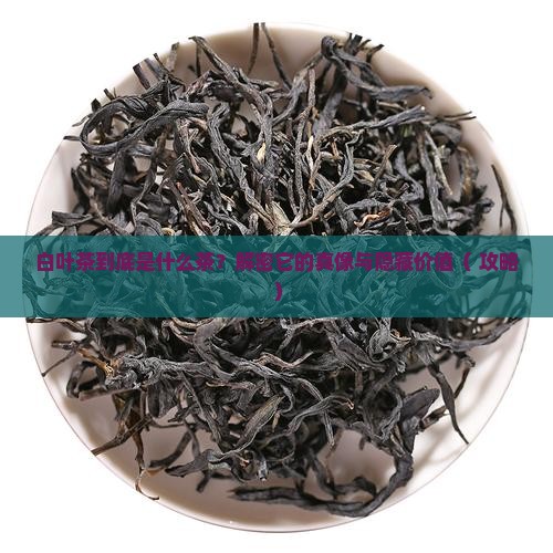 白叶茶属于什么茶