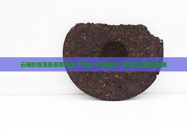 云南的普洱茶是哪种茶